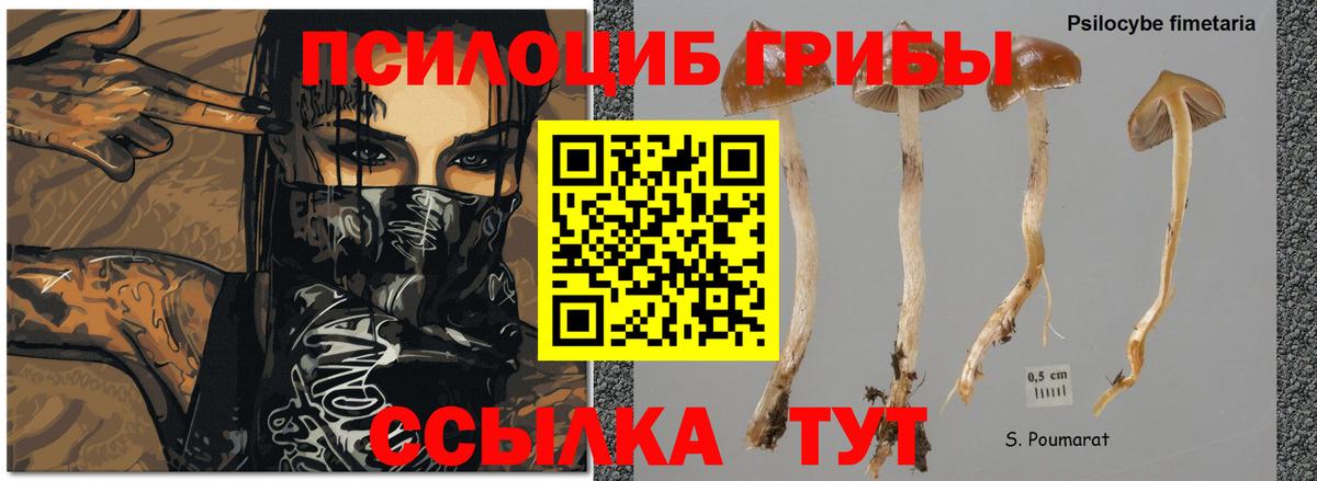 Псилоцибиновые грибы мухоморы  Галлюциногенные грибы Magic Shrooms  Вход с VPN  где продают наркотики  Новокуйбышевск 